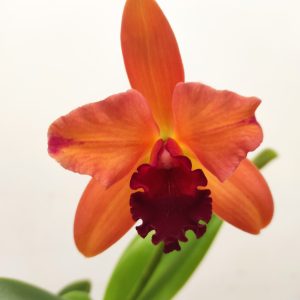 Cattleya 1 Haste