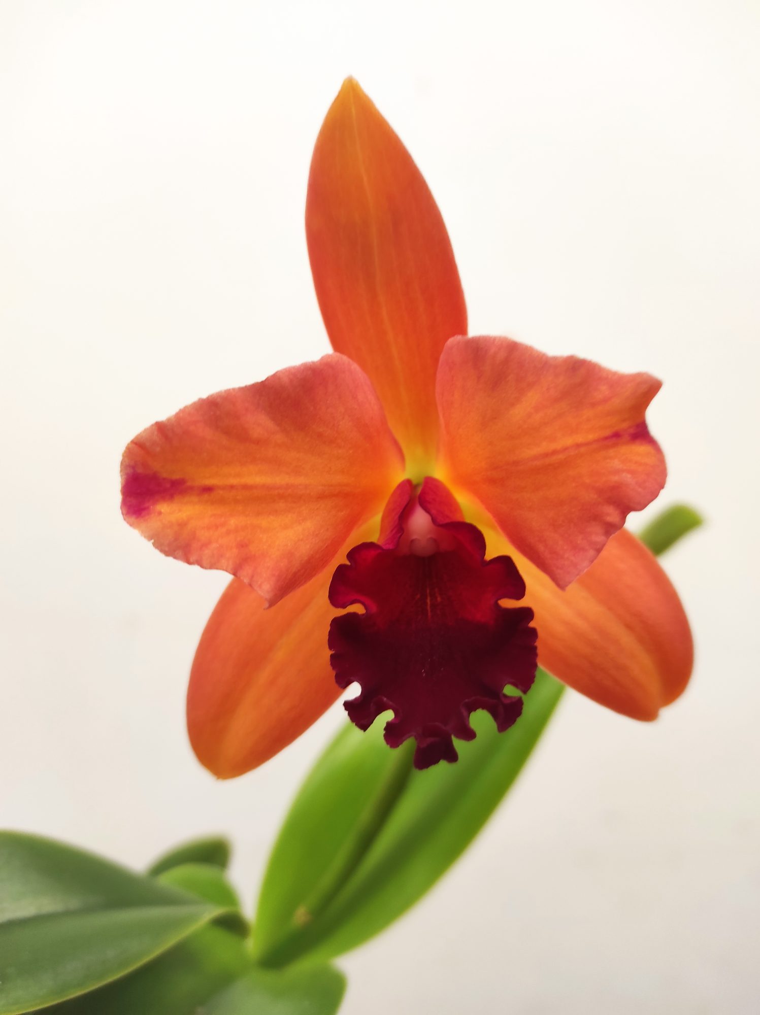 Cattleya 1 Haste