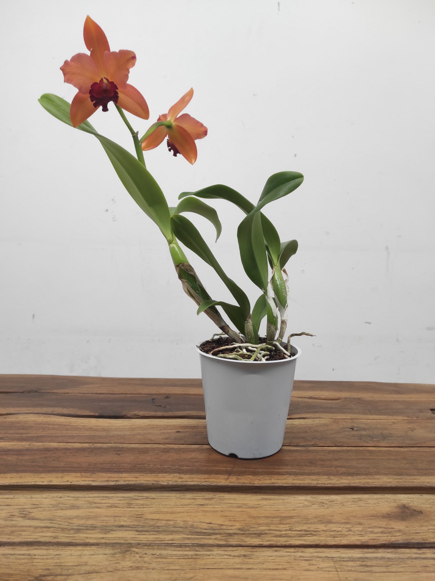 Cattleya 1 Haste - Image 2