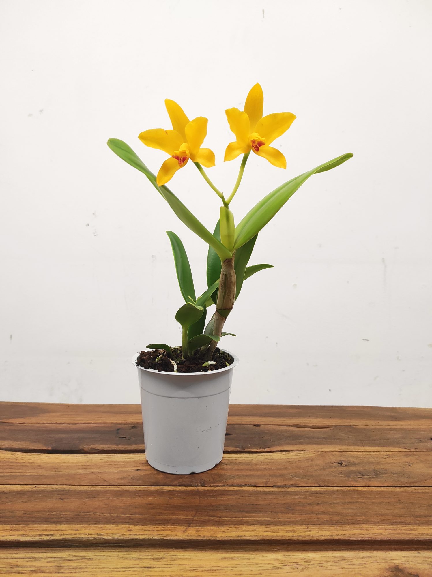 Cattleya 1 Haste - Image 2