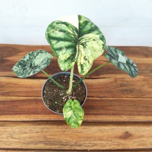 Alocasia 'Dragon Scale' Variegata