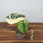 Alocasia 'Dragon Scale' Variegata