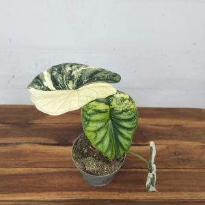 Alocasia 'Dragon Scale' Variegata
