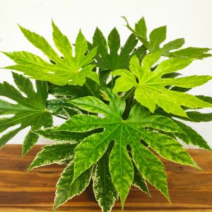 Fatsia Japonica 'Spider's Web'