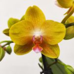 Phalaenopsis - 2 Hastes