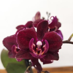 Phalaenopsis - 2 Hastes