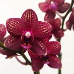 Phalaenopsis - 2 Hastes