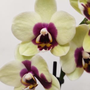 Phalaenopsis - 2 Hastes