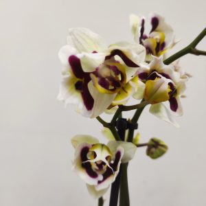 Phalaenopsis - 2 Hastes