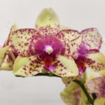 Phalaenopsis - 2 Hastes