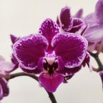 Phalaenopsis Folha Variegata - 2/3 Hastes