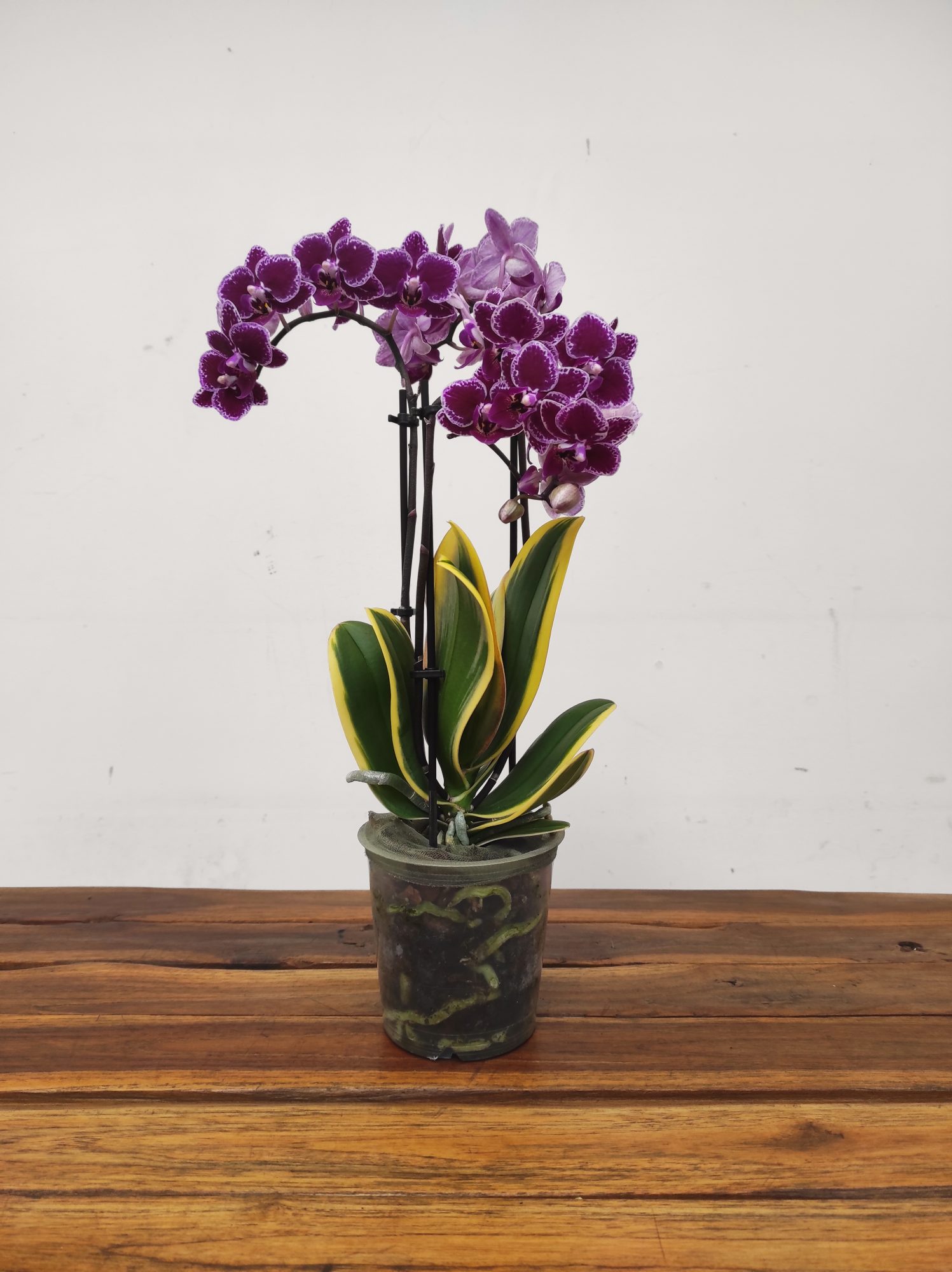 Phalaenopsis Folha Variegata - 2/3 Hastes - Image 2