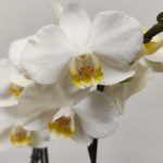 Phalaenopsis - 2 Hastes