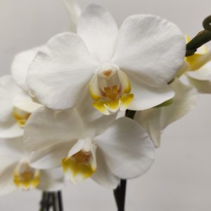 Phalaenopsis - 2 Hastes
