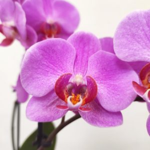 Phalaenopsis - 2 Hastes