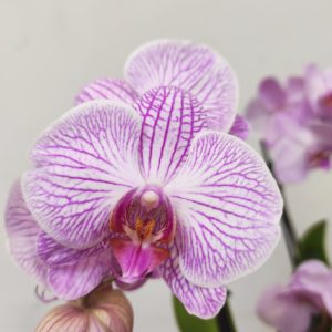 Phalaenopsis - 2 Hastes