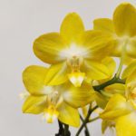 Phalaenopsis - 2 Hastes