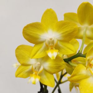 Phalaenopsis - 2 Hastes