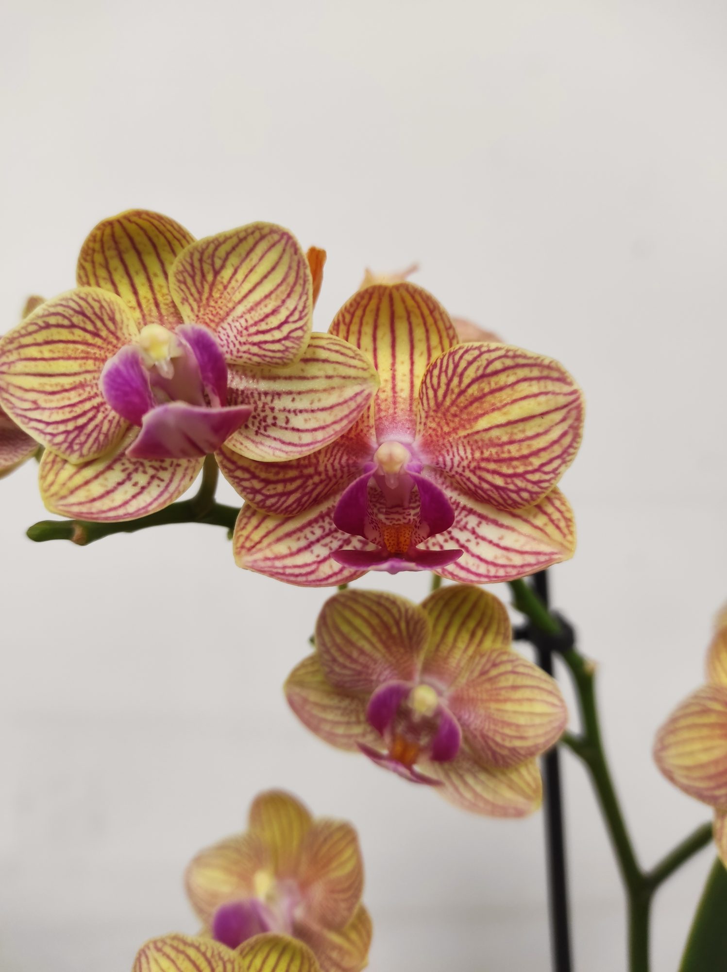 Phalaenopsis - 2 Hastes