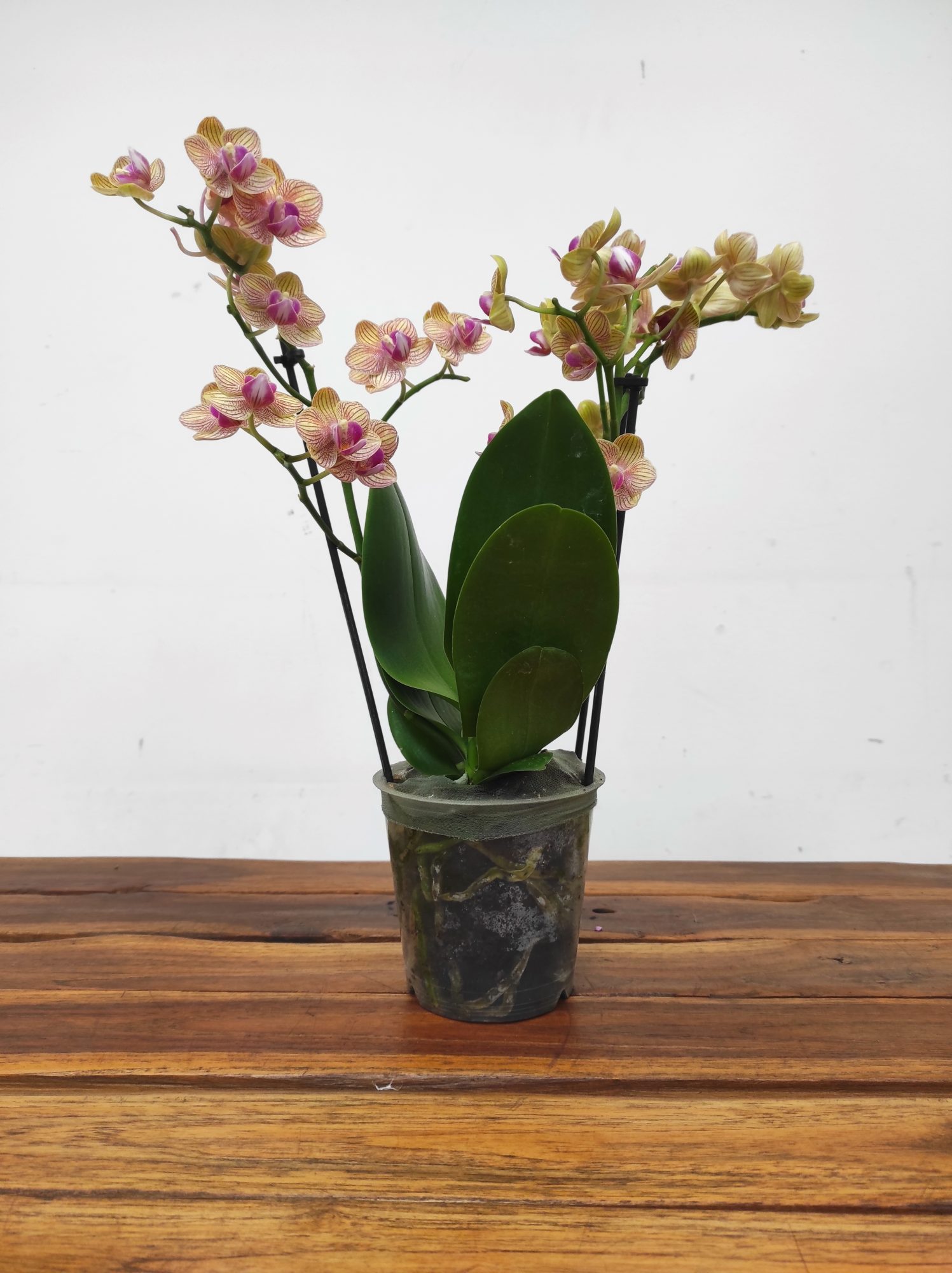 Phalaenopsis - 2 Hastes - Image 2