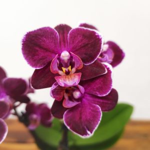 Phalaenopsis - 2 Hastes