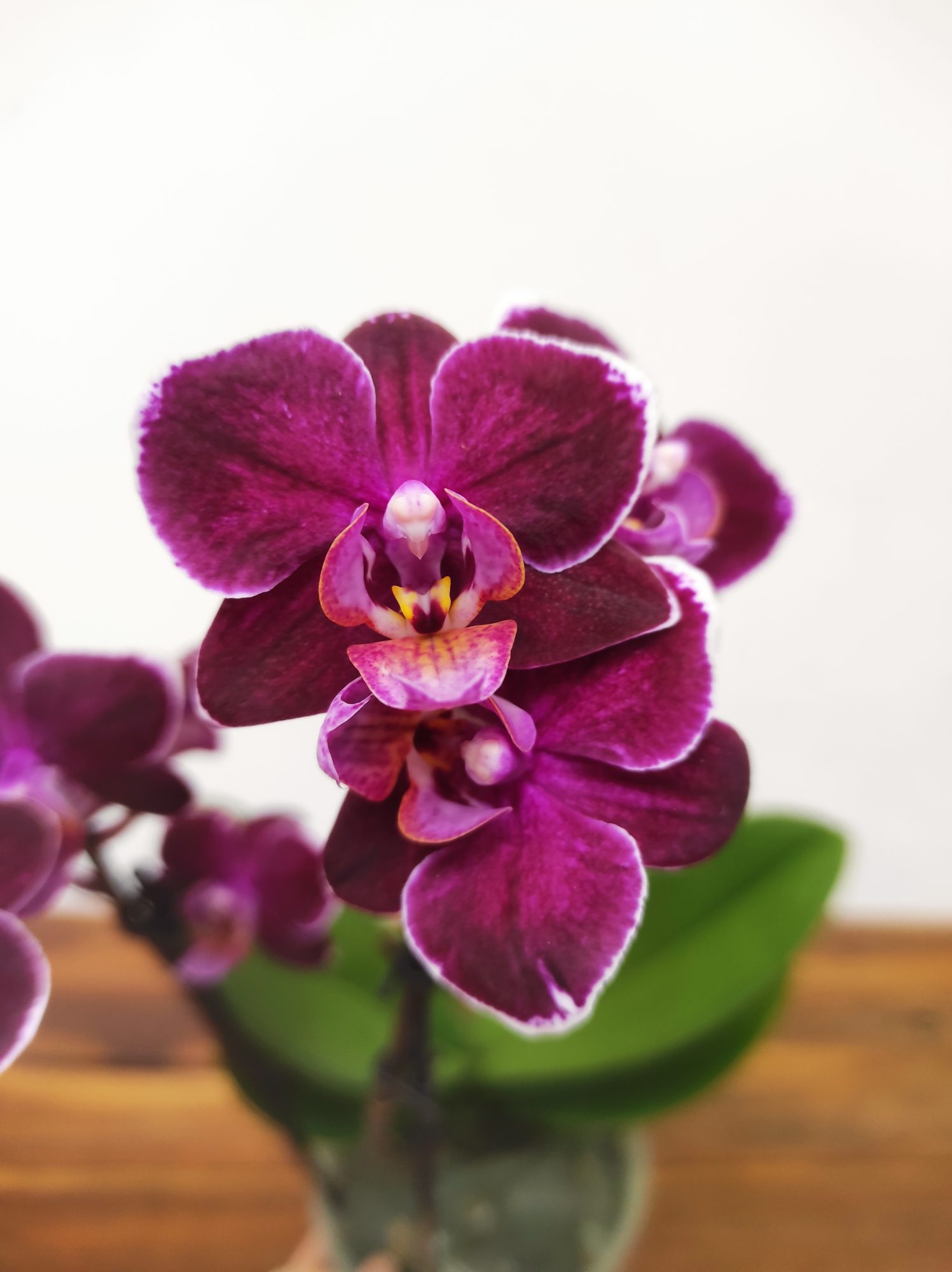 Phalaenopsis - 2 Hastes