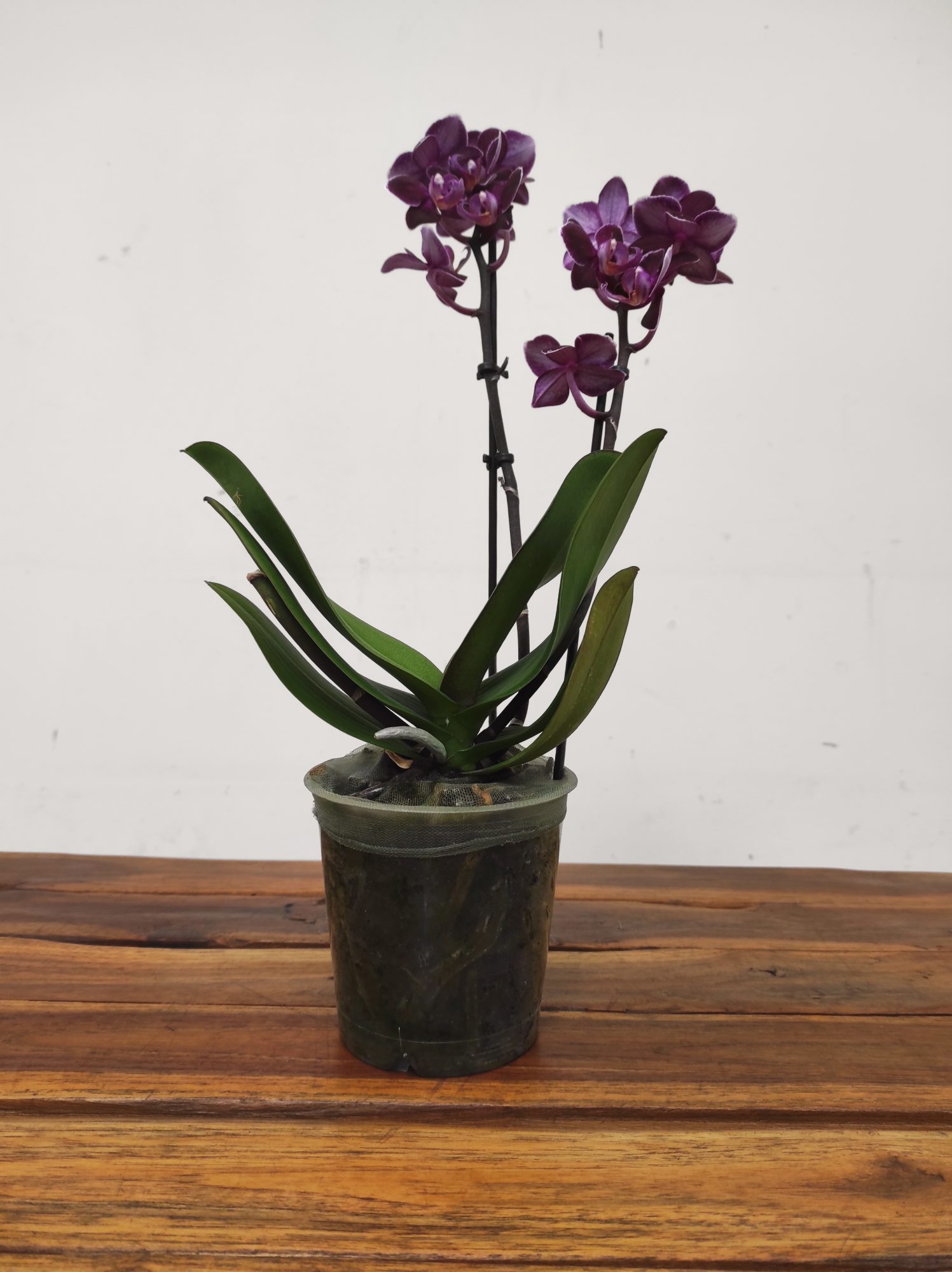 Phalaenopsis - 2 Hastes - Image 2