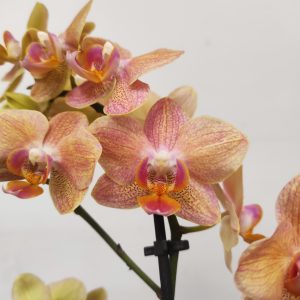 Phalaenopsis - 2 Hastes