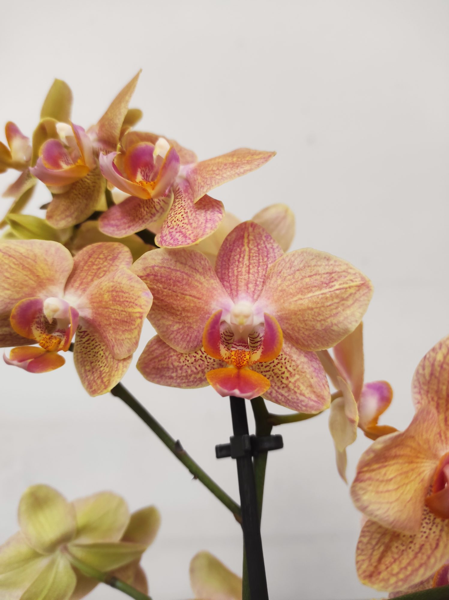 Phalaenopsis - 2 Hastes