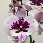 Phalaenopsis - 2 Hastes