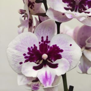 Phalaenopsis - 2 Hastes