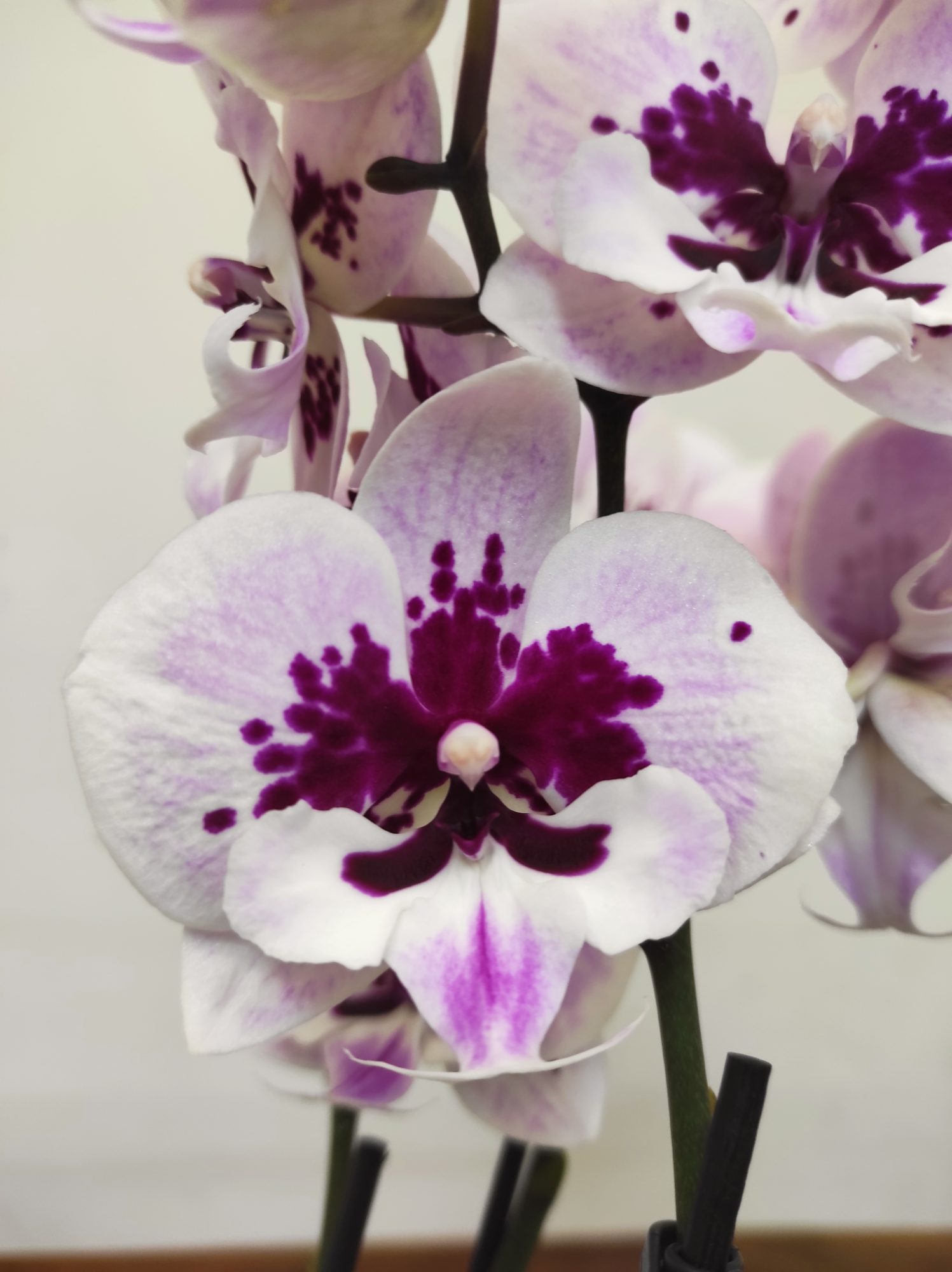 Phalaenopsis - 2 Hastes