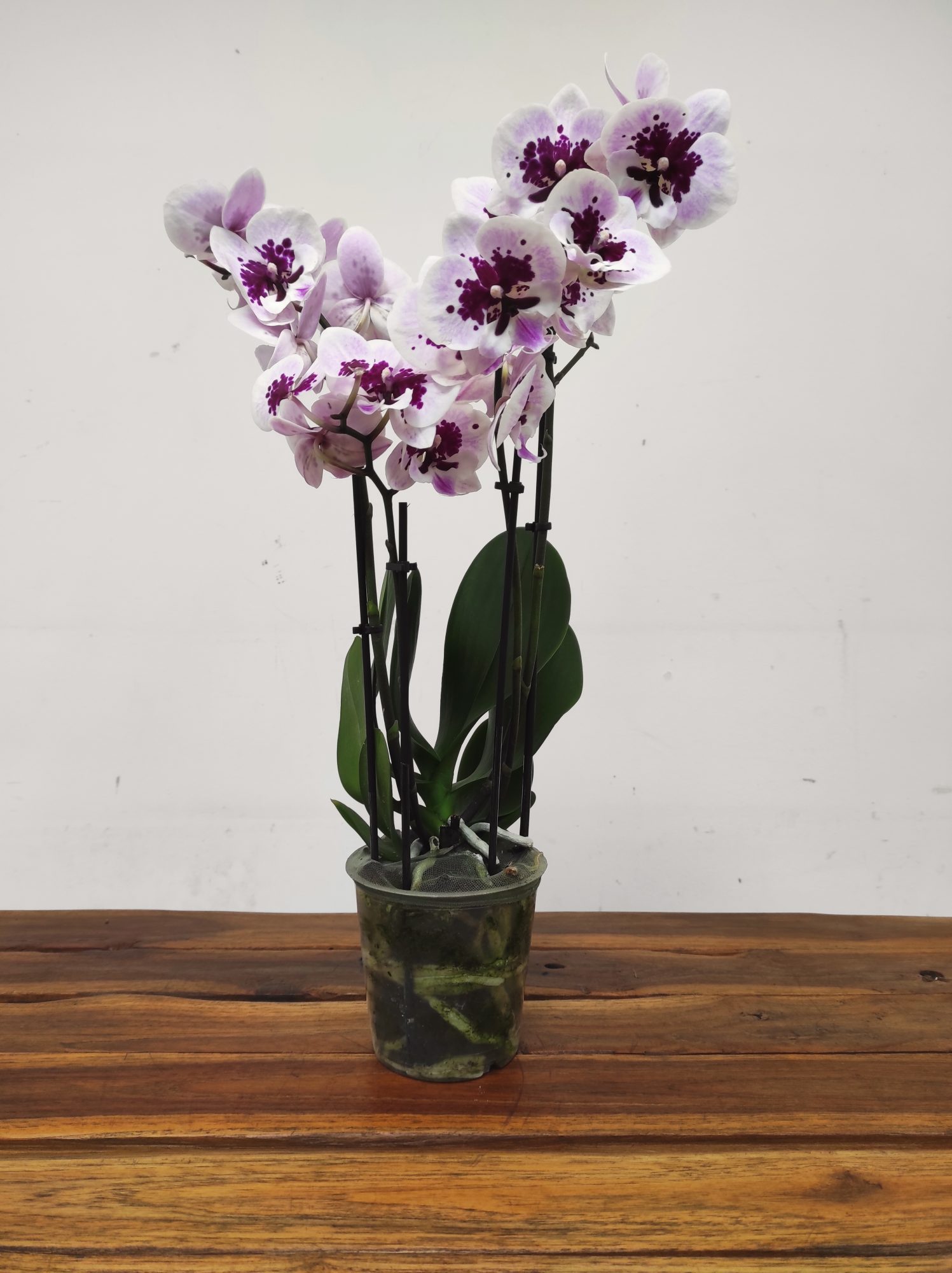 Phalaenopsis - 2 Hastes - Image 2