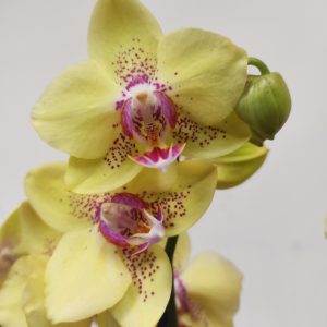 Phalaenopsis - 2 Hastes