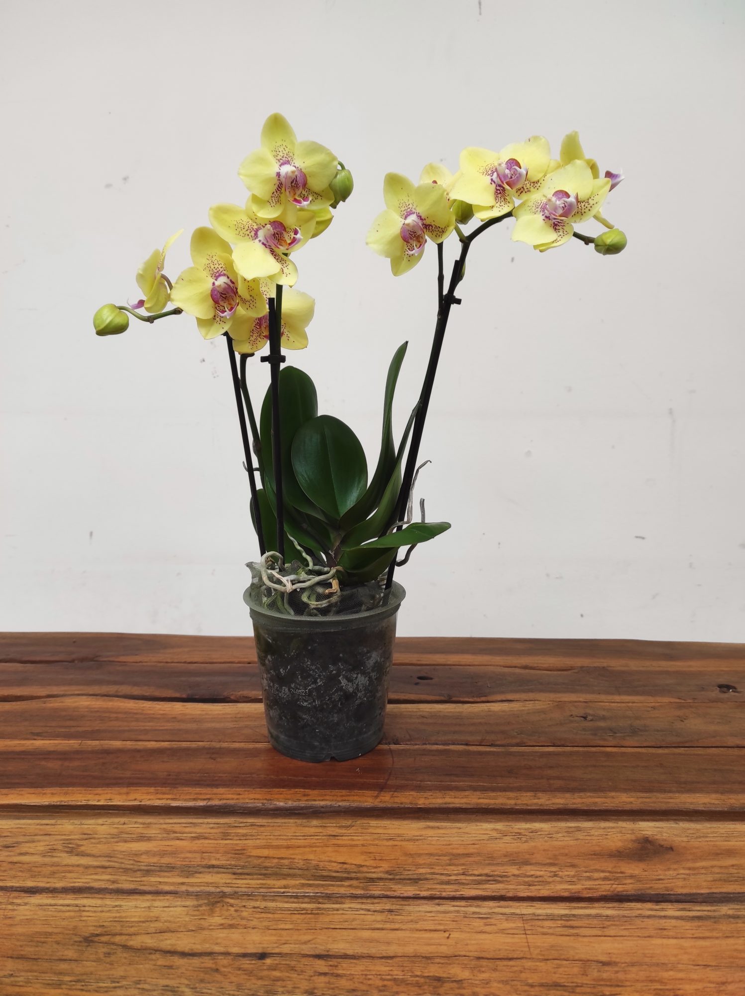 Phalaenopsis - 2 Hastes - Image 2