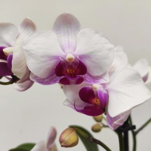 Phalaenopsis - 2 Hastes