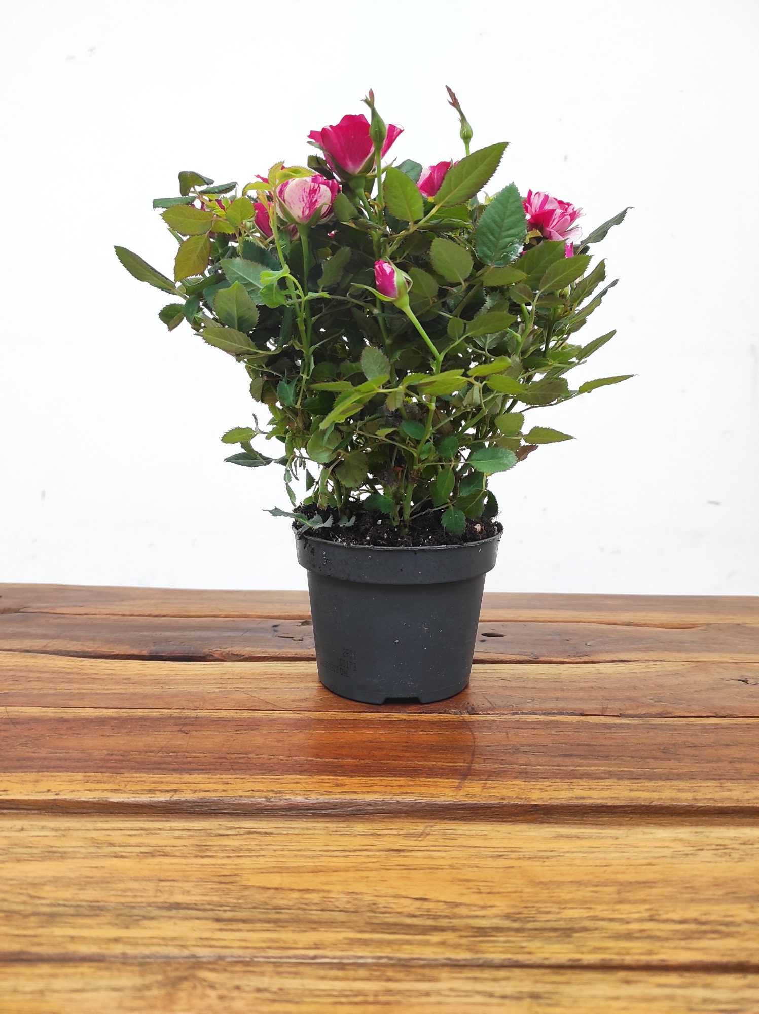 Rosa Matizada V.12 - Image 2