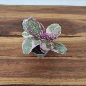 Hemigraphis Snow White V.6