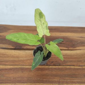 Alocasia Lauterbachiana Variegata V.6