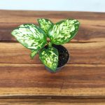 Aglaonema Maria Variegata Pearls V.6