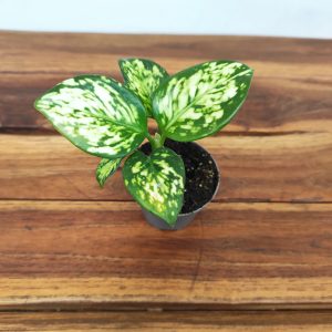 Aglaonema Maria Variegata Pearls V.6