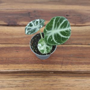 Alocasia Ninja Variegata V.6
