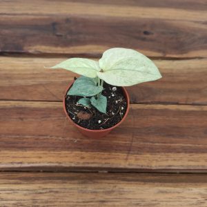 Amydrium Medium Prata Variegata V.6