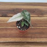 Alocasia Polly Variegata V.6