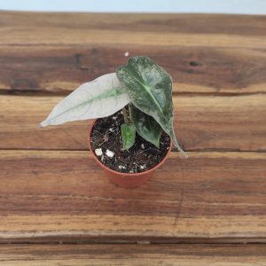 Alocasia Polly Variegata V.6