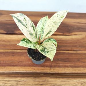 Ficus Elastica Shivereana V.6