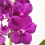Vanda Híbrida