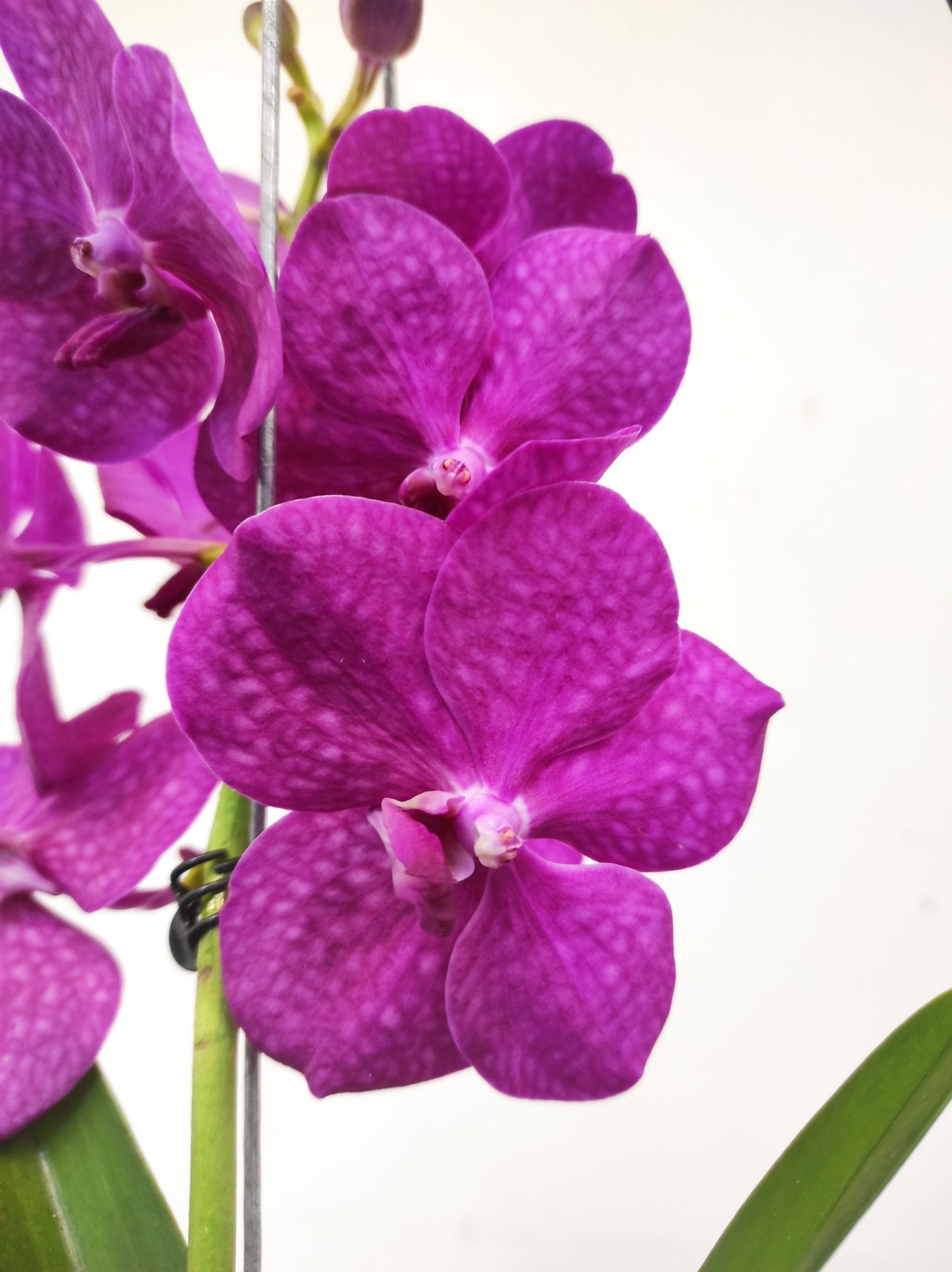 Vanda Híbrida