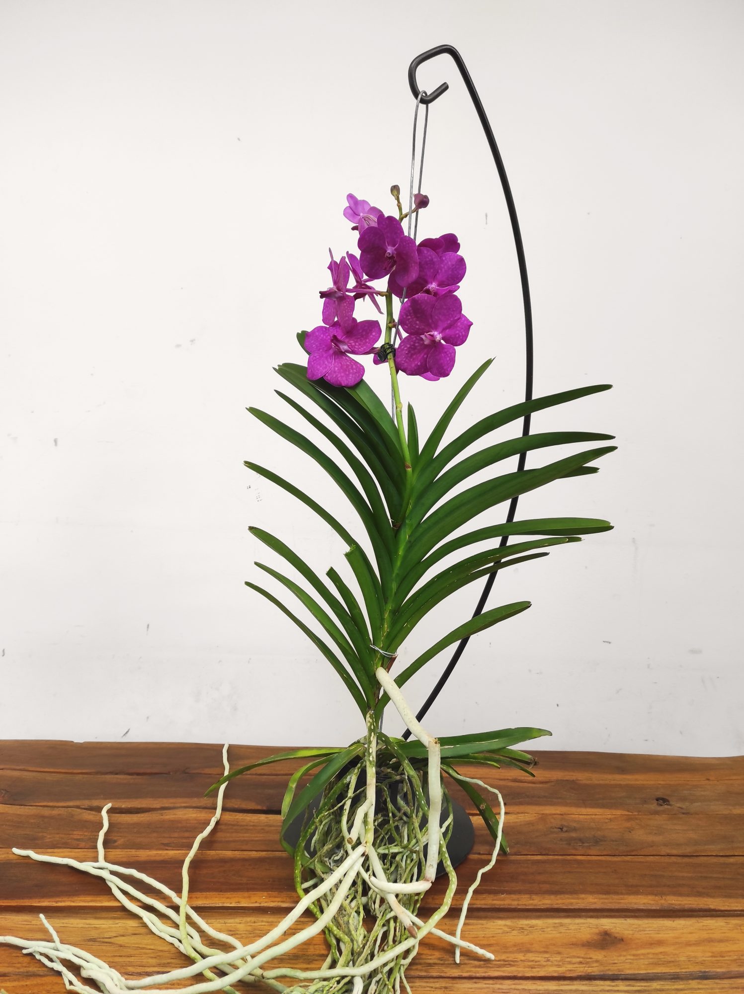 Vanda Híbrida - Image 2