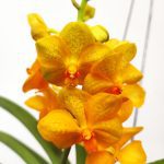 Vanda Híbrida
